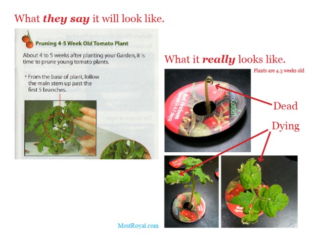 AeroGarden Tomato Plants
